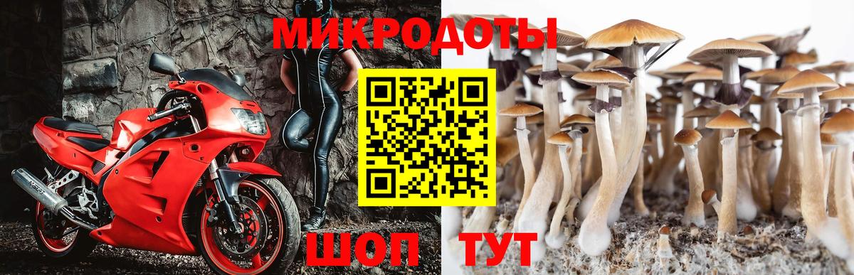 Псилоцибиновые грибы Psilocybine cubensis Дубна